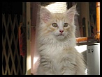 0018 au CatFace